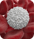 Beruhigung des Immunsystems hilft Huntington-Mäusen