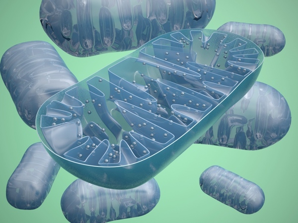 Bekämpfung von oxidativem Stress bei Huntington-Krankheit