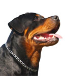 „Wachhund“-Proteine enthüllen überraschende Verbindungen zwischen der Huntington-Krankheit und anderen Hirnerkrankungen