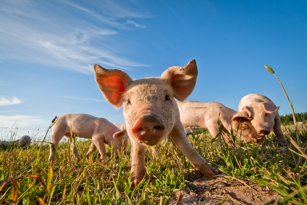 Zuerst Dolly, jetzt Piglet; ein neues Huntington-Krankheit Schweine-Knock-in-Modell bestätigt