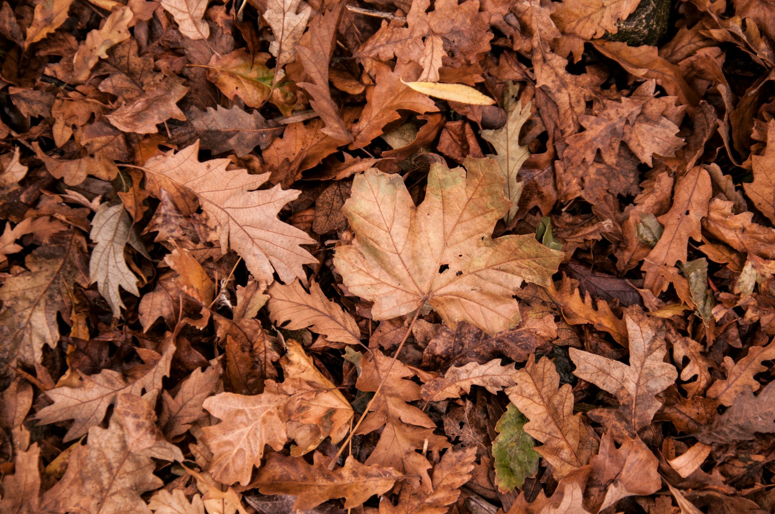 Oktober 2025: Huntington-Forschung in diesem Monat