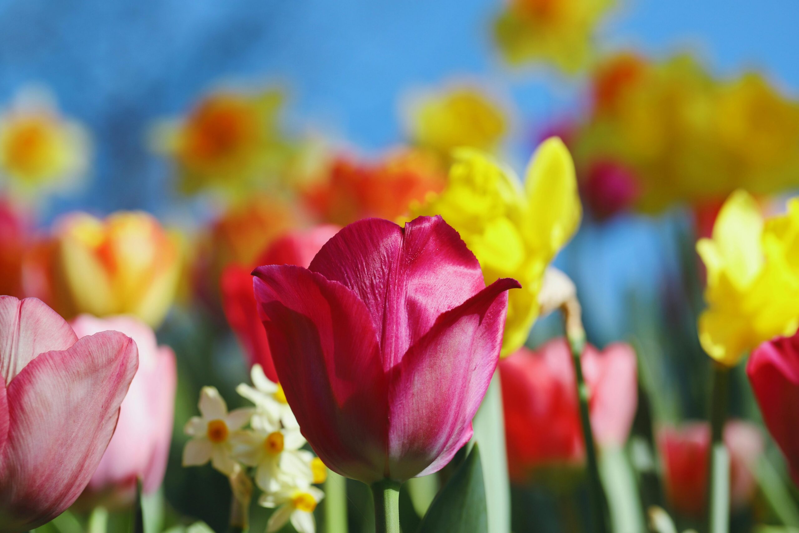 rosa Tulpe und Krokus vor blauem Himmel